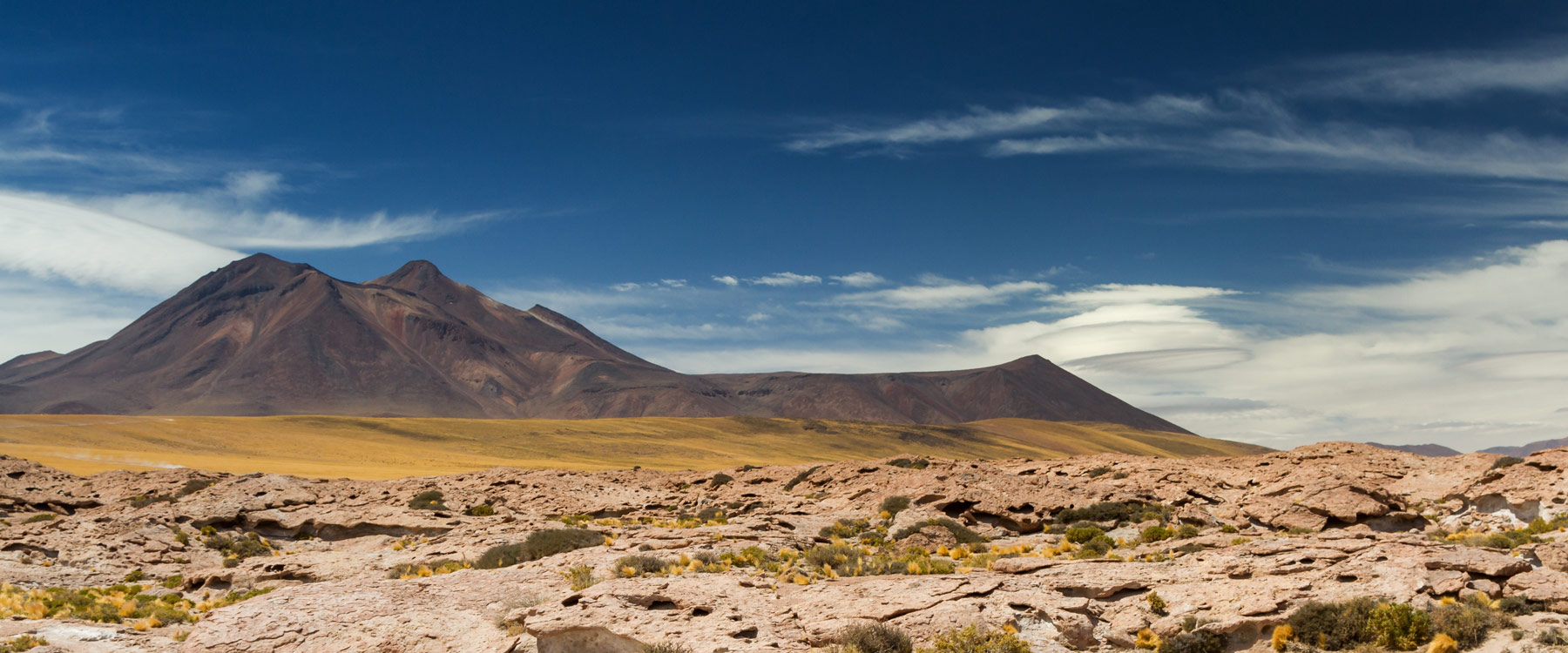 Atacama desert in bloom.